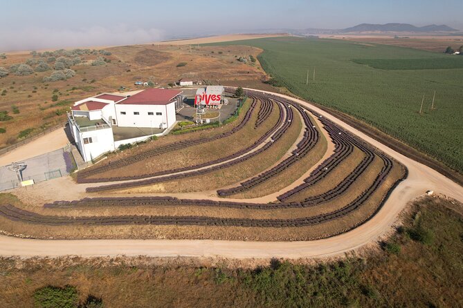 Aroma sampling of 5 Bulgarian Lavender varieties at DiVes Winery - Meeting at the Estate and Settling In