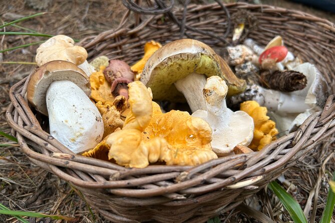 Culinary Adventure To The Fungi And Botanical Kingdom Of Bulgaria - Your photo safari route: forests, meadows, and seasonal finds