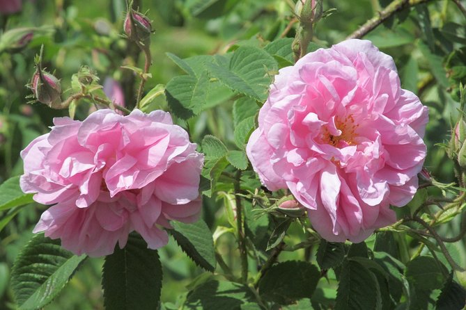 Kazanlak-Rose Valley-Valley of the Thracian Kings - private tour from Plovdiv - Key things I’d zero in on