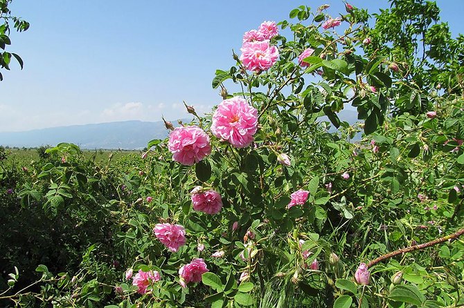 Kazanlak-Rose Valley-Valley of the Thracian Kings - private tour from Plovdiv - Rose Valley: When the Flowers Actually Are Worth It