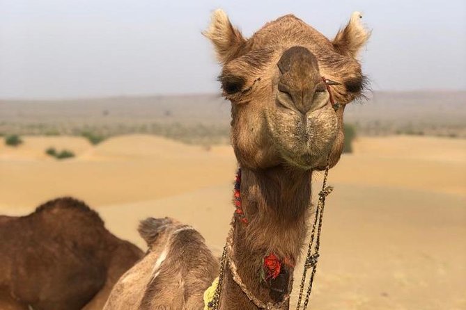 Non Touristic Half Day Camel Safari Thar Desert Sunset - Getting There From Jaisalmer: Pickup, Timing, and What to Expect