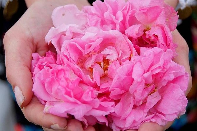 Picking Roses Workshop & Extracting Rose Oil in the Rose Valley - Key things I’d circle first