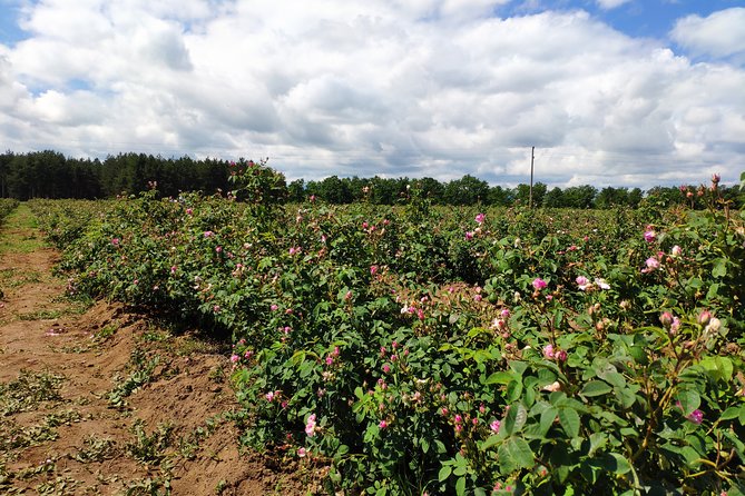 Private Access Rose Festival Kazanlak 05-07.06.2025 - Rose Museum, Garden, and the Art of Making Roses Last