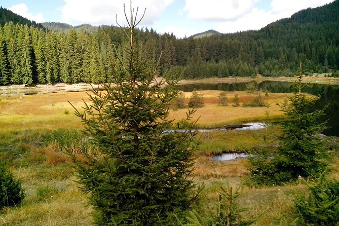 Private Buggy Experience All Seasons in Pamporovo - The buggy itself, and what “well maintained” means for you