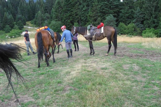 Rila Trail Riding for Experienced Riders - The Horses and Tack: Arab Dunav Crossbreeds and English Gear
