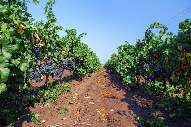 Special History And Wine Tour including Wine Tasting - The welcome and the overall flow: walk first, sip second