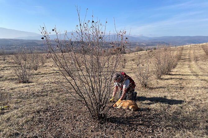 Truffle Hunting in Kyustendil - What you actually learn in the orchard (beyond the romance)